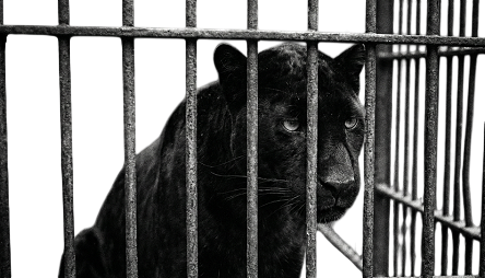 Panther-Photoroom Panther Kreativ sein