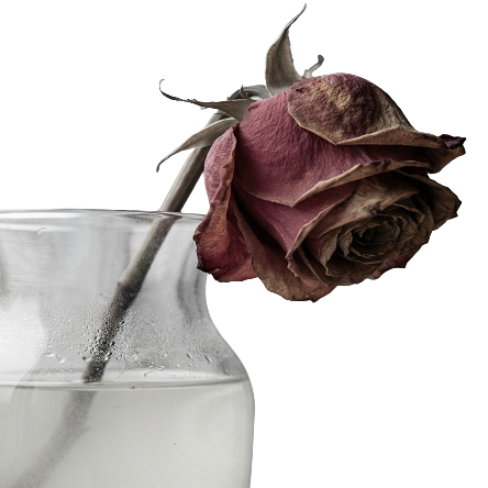 Rose-removebg-preview Rose Kreativ sein