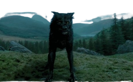 Sirius-removebg-preview Sirius Black Hund ungewöhnliche Fragen