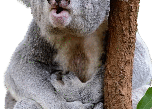 Ruf vom Koala Poetry Slam authentisch schreiben