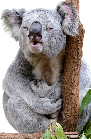 Ruf vom Koala Poetry Slam authentisch schreiben 