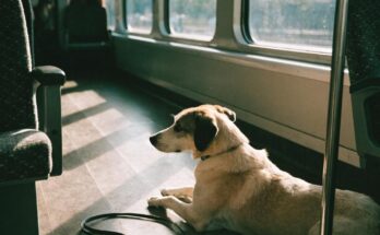 Ein ruhiger Hund liegt im Sonnenlicht neben einem Sitz im Zug