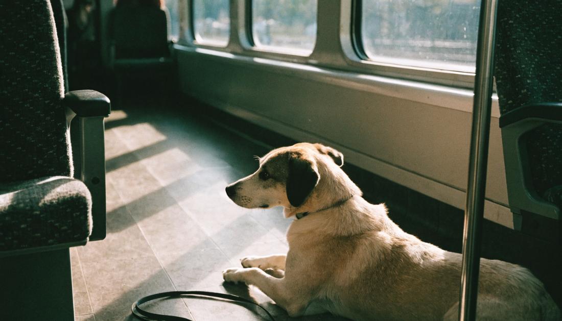 Ein ruhiger Hund liegt im Sonnenlicht neben einem Sitz im Zug