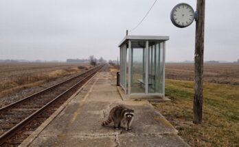 Waschbär steht auf einem kleinen leeren Landbahnsteig mit einem einzelnen Wartehäuschen