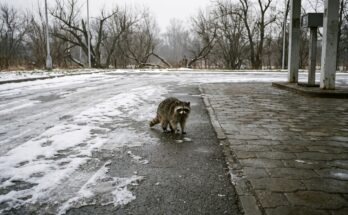 Waschbär steht auf einem leeren gepflasterten Bahnhofsvorplatz im Winterlicht