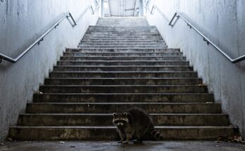Waschbär steht vor einer steilen Bahnsteigtreppe mit vielen Stufen