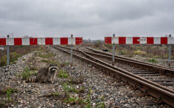 Waschbär steht vor zwei Bauzäunen an einer Gleisverzweigung, beide Wege gesperrt