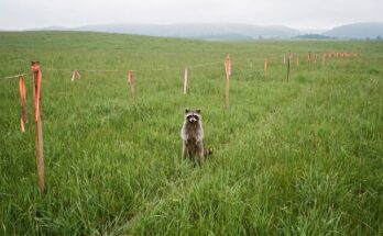 Waschbär steht auf einer grünen Wiese, durch die einmal eine Bahntrasse führen soll