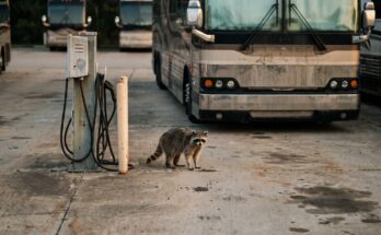 Waschbär steht an einer Ladesäule neben einem Dieselbus auf einem Busbahnhof