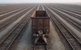 Waschbär sitzt auf einem einzelnen abgestellten Güterwagen in einem weiten leeren Rangierbahnhof
