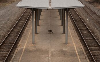 Waschbär steht auf einem Bahnsteig zwischen zwei Gleisen bei diffusem Tageslicht