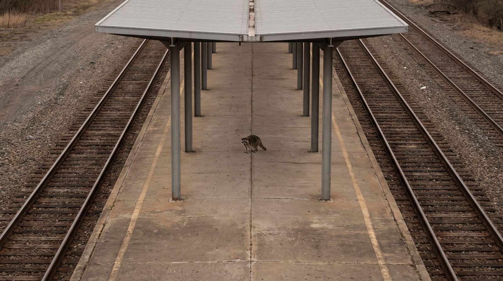 Waschbär steht auf einem Bahnsteig zwischen zwei Gleisen bei diffusem Tageslicht
