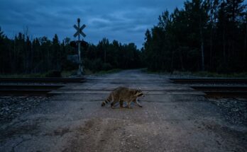 Waschbär steht in der Dämmerung auf einer leeren Landstraße vor einem Bahnübergang