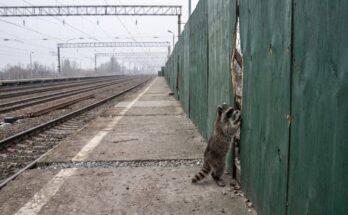Waschbär steht auf einem Bahnsteig vor einem Bauzaun mit Blick auf ein Gleisfeld