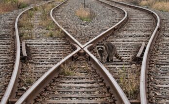 Waschbär steht an einer Weiche, an der sich zwei Gleise in verschiedene Richtungen trennen