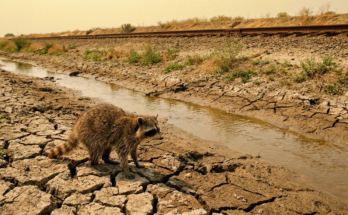 Niedrigwasser Güterverkehr Satire: Waschbär steht am ausgetrockneten Flussufer neben Gleisen und schaut auf den niedrigen Wasserstand