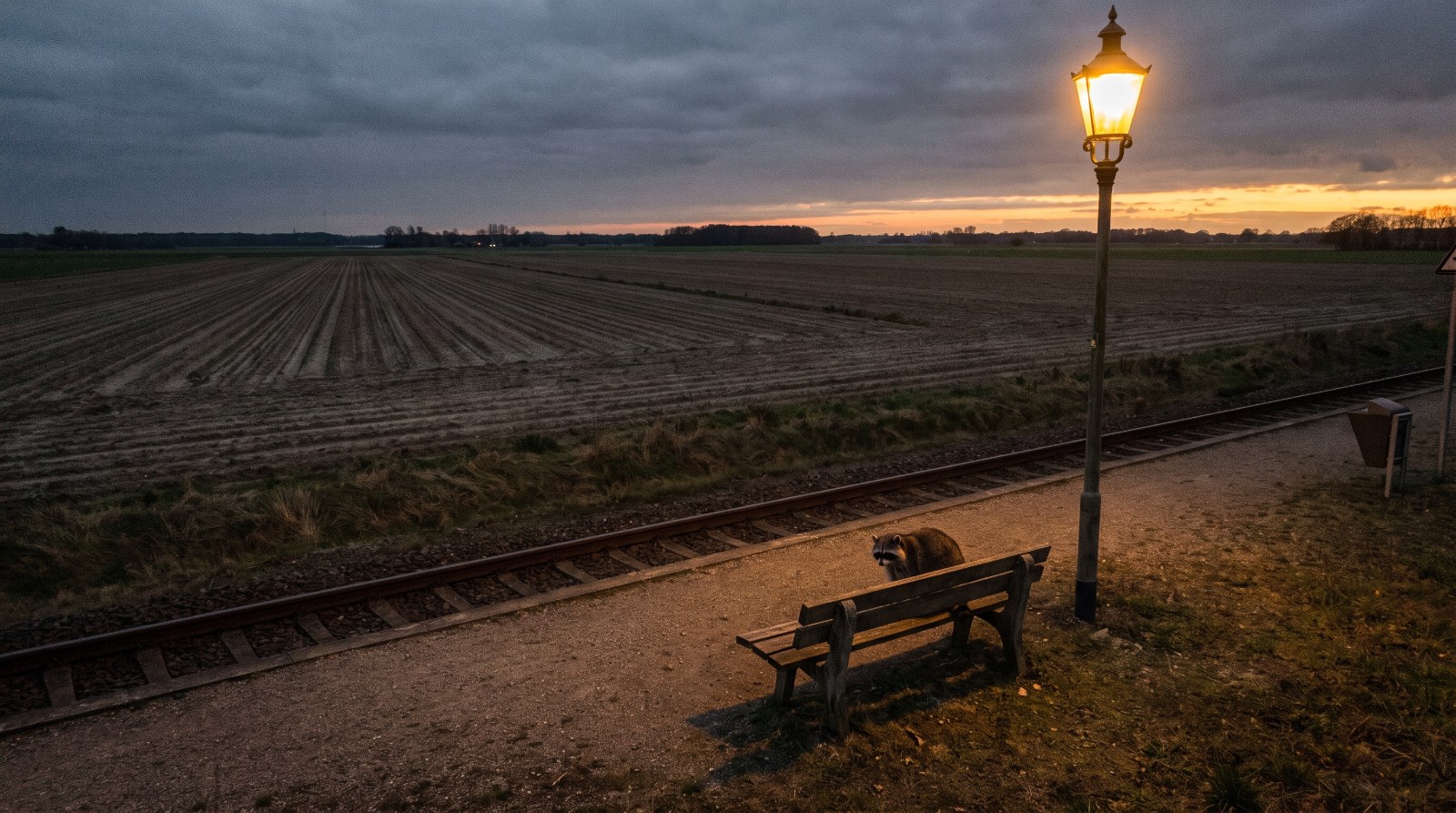 Waschbär steht auf einem verlassenen Regionalbahnsteig im flachen Land bei Abendlicht