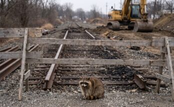 Waschbär steht vor einem gesperrten Streckenabschnitt mit Bauzaun und offenem Schotterbett