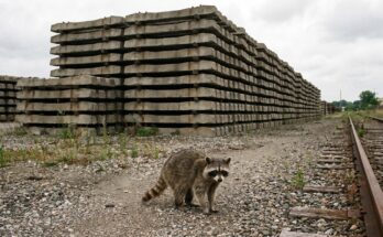 Waschbär steht vor einem großen Stapel Betonschwellen auf einem Lagerplatz