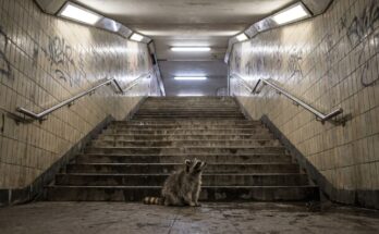 Waschbär steht am Fuß einer langen Bahnsteigtreppe in einer Unterführung