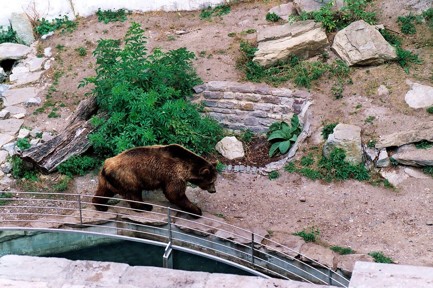 Bernburg (Saale), the bear of the Bernburg castle, image 1