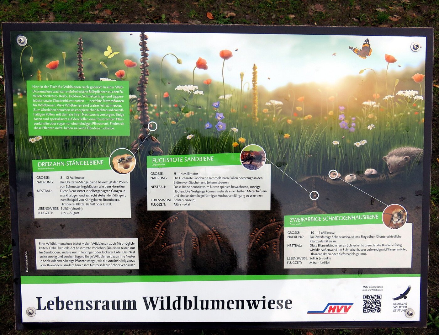 Wildblumenwiese Bahnhof Ohlsdorf (3)
