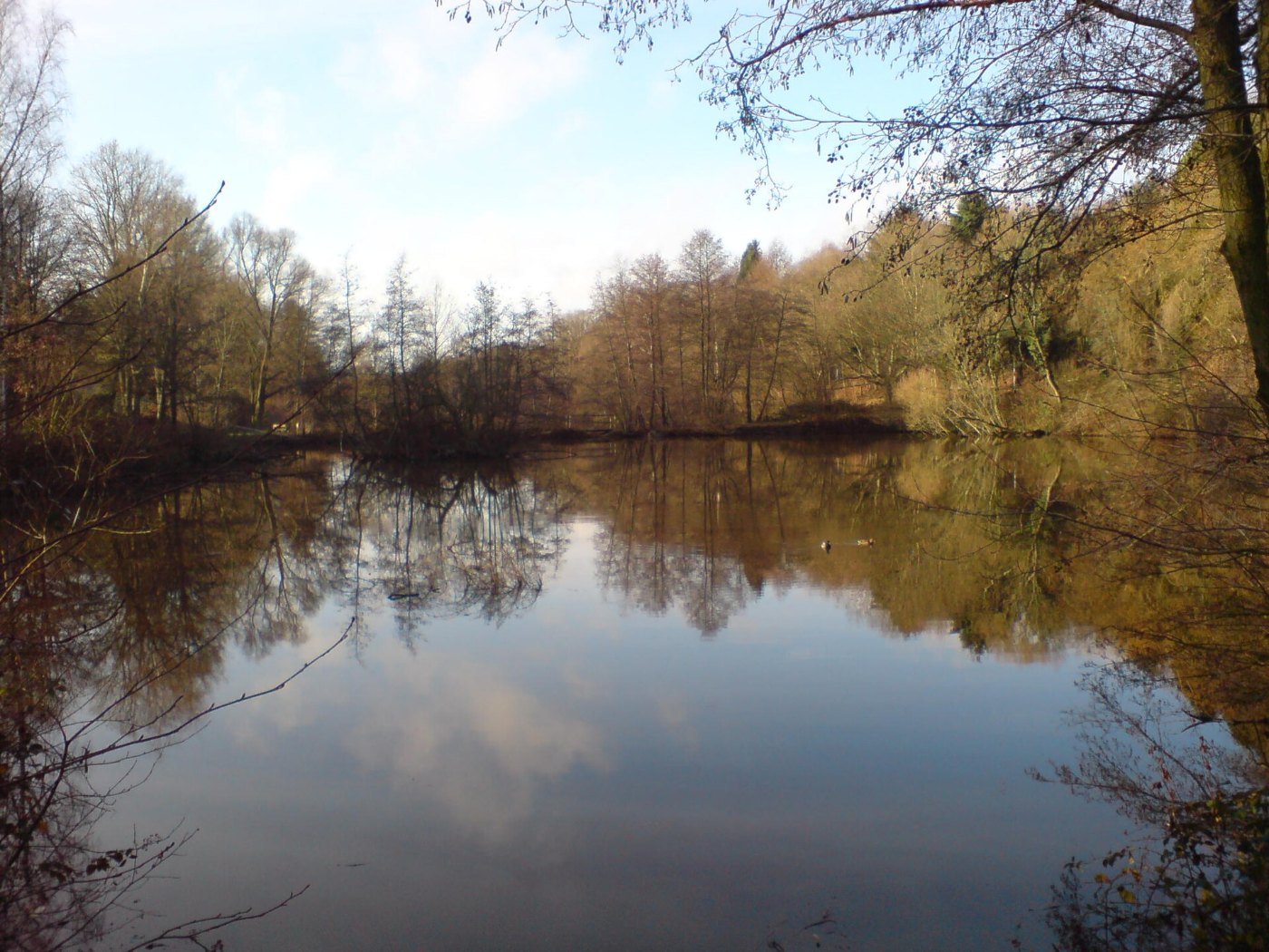 Mittlerer Fischzuchtteich Jägersburg (Homburg Saar)