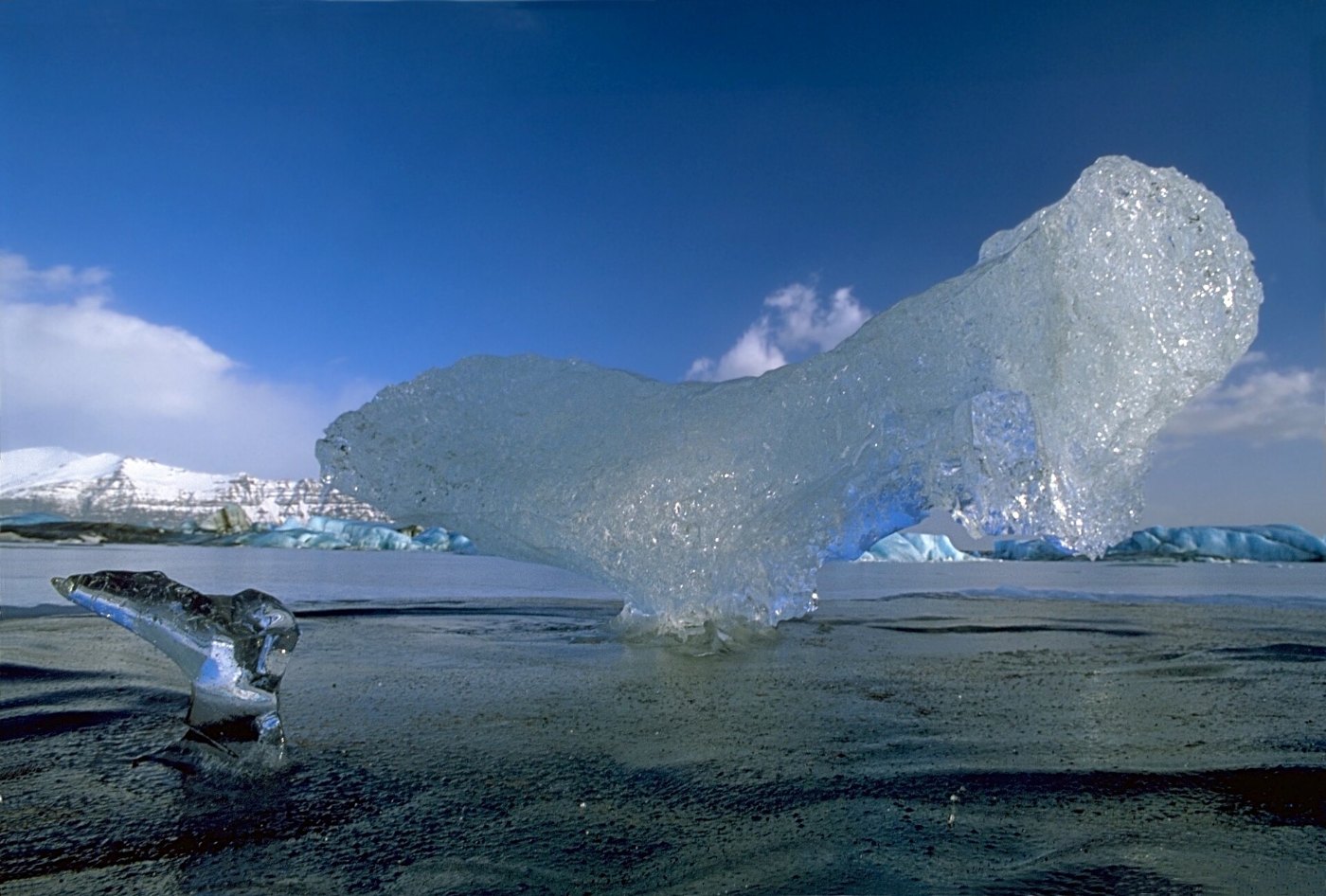 IceBirdWithFledgling