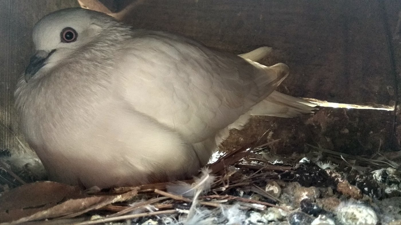 Domestic homing pigeon on box 03