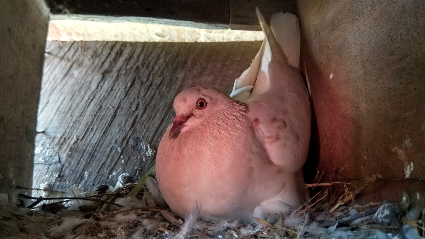 Domestic homing pigeon on box 01