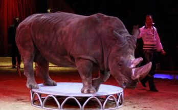 Nashorn Circus Krone MARTIN LACEY jr