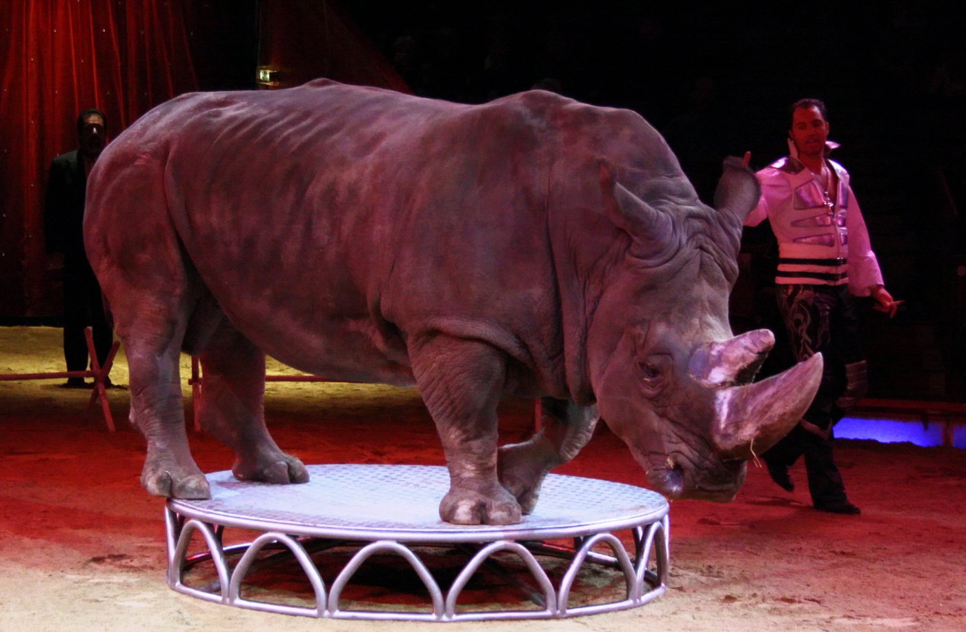 Nashorn Circus Krone MARTIN LACEY jr