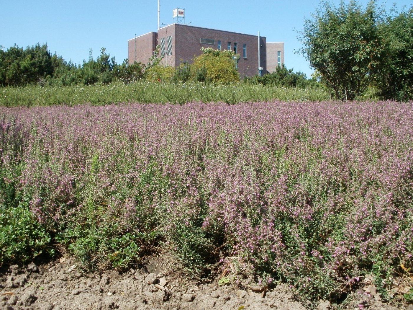 Landesgartenschaupark Hockenheim1