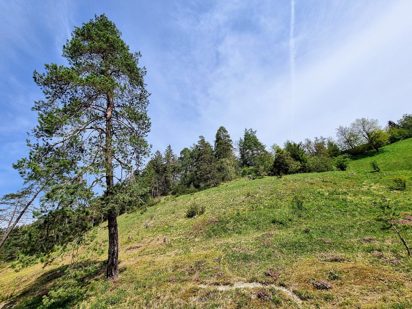 D BW TUT Immendingen Naturschutzgebiet 'Schopfeln Rehletal' 002