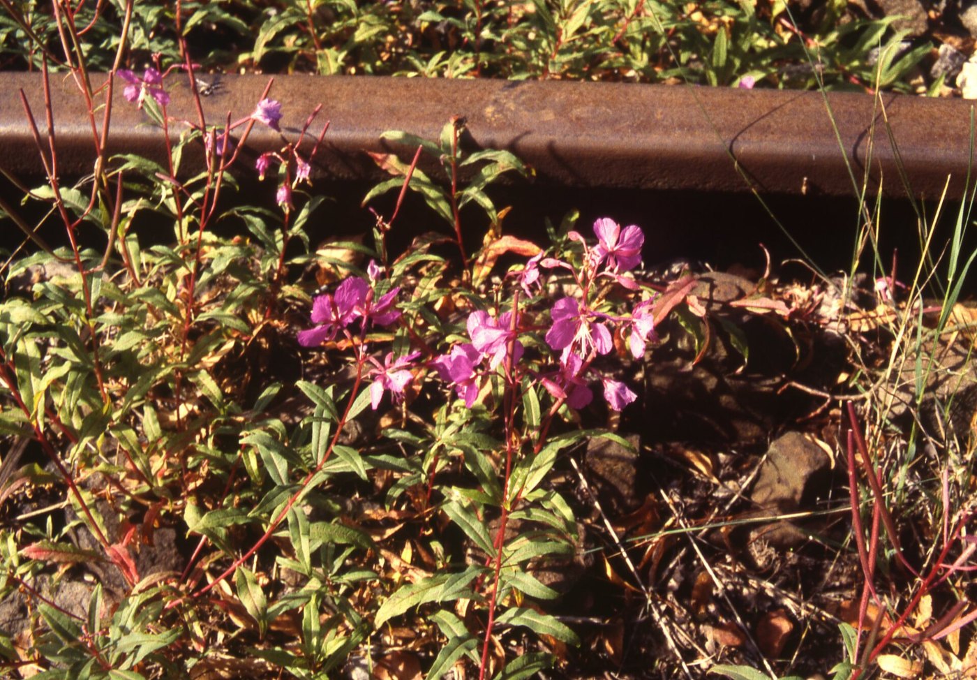 Trossingen Bahnhof 1998 2