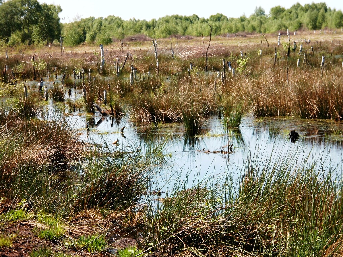 Diepholzer Moor 1