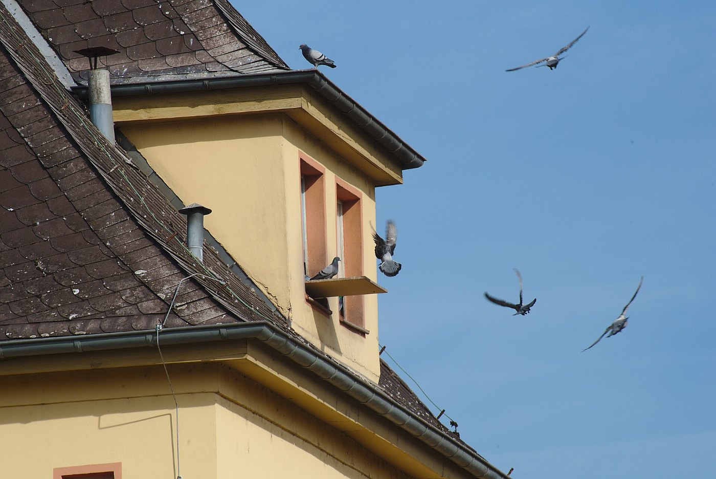 Pigeons Saarlouis Hbf