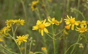 Senecio inaequidens, Torroella de Montgrí 02