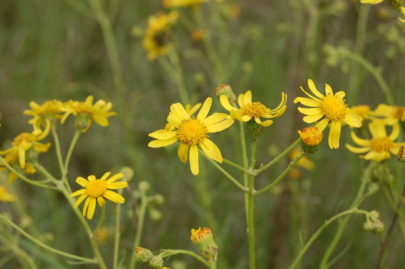 Senecio inaequidens, Torroella de Montgrí 02