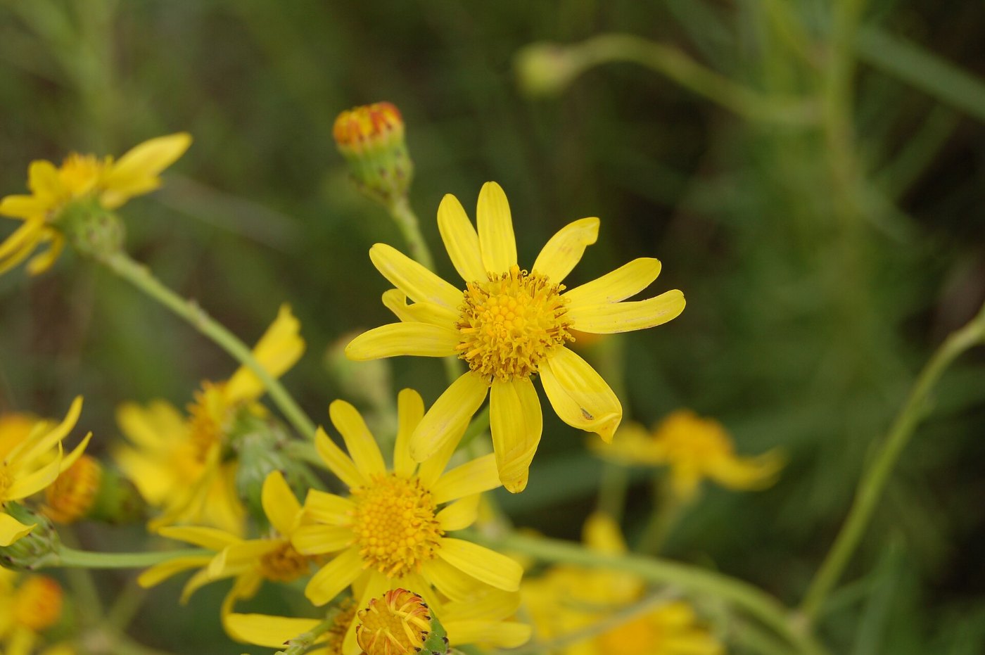 Senecio inaequidens, Torroella de Montgrí 01