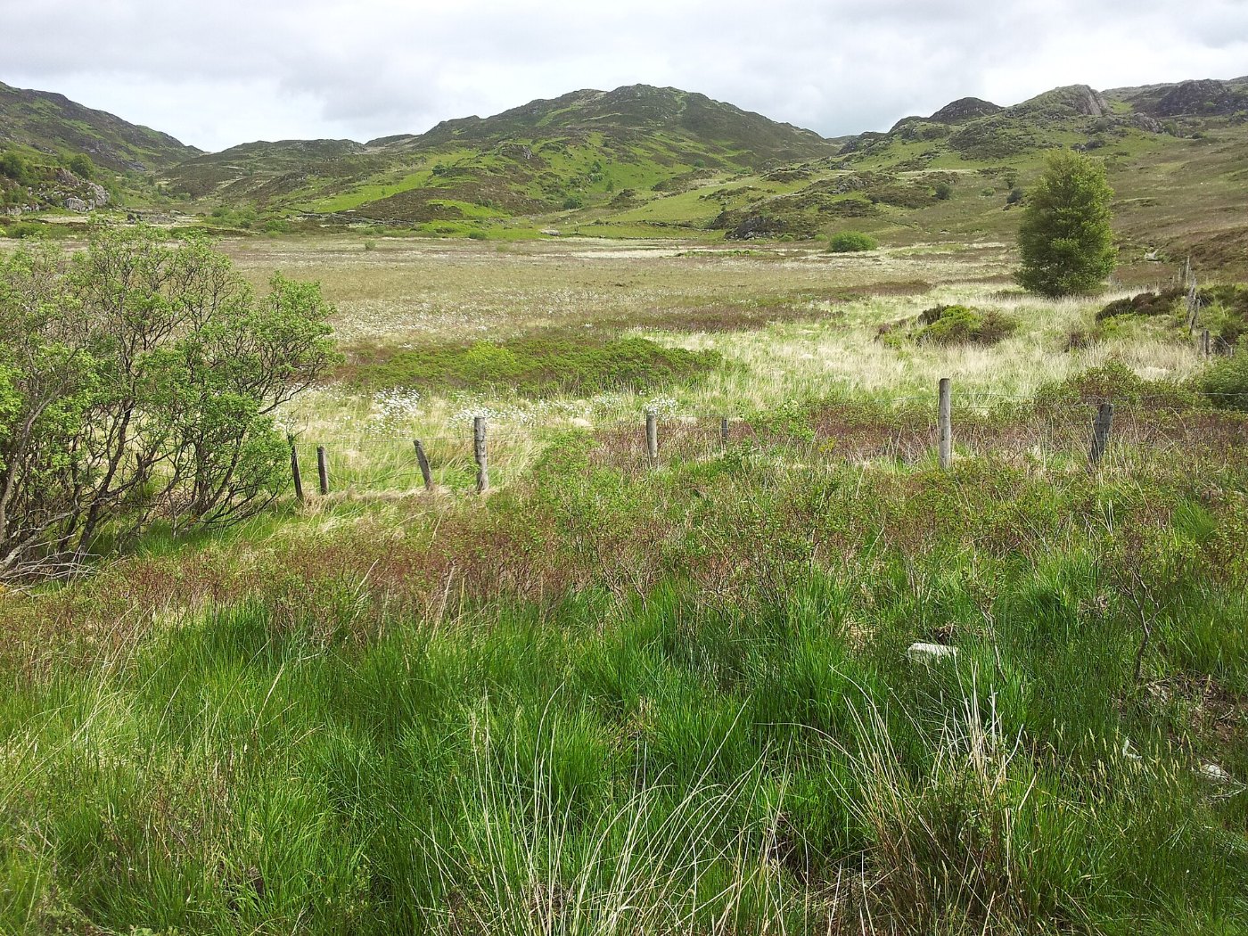 Hochmoor Snowdonia 2