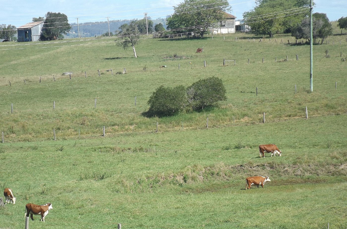 Paddocks along Kents Pocket Road at Templin Queensland 2
