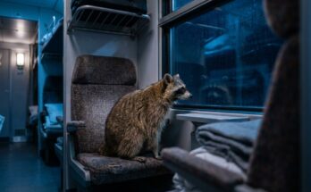 Poetry Slam über Einsamkeit: ein Waschbär sitzt allein in einem Abteil des Nachtzugs