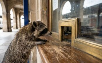 Gage verhandeln: Waschbär am alten Fahrkartenschalter