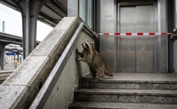 Waschbär auf der Treppe neben einem gesperrten Bahnhofsaufzug – Poetry-Slam-Wettbewerb-Strategie Stufe für Stufe