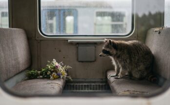 Poetry Slam über Trauer: ein Waschbär sitzt im Zug gegenüber einem leeren Platz mit einem Wiesenblumenstrauß