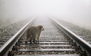 Poetry Slam über die Zukunft: ein Waschbär steht auf einem Gleis, das im dichten Nebel verschwindet
