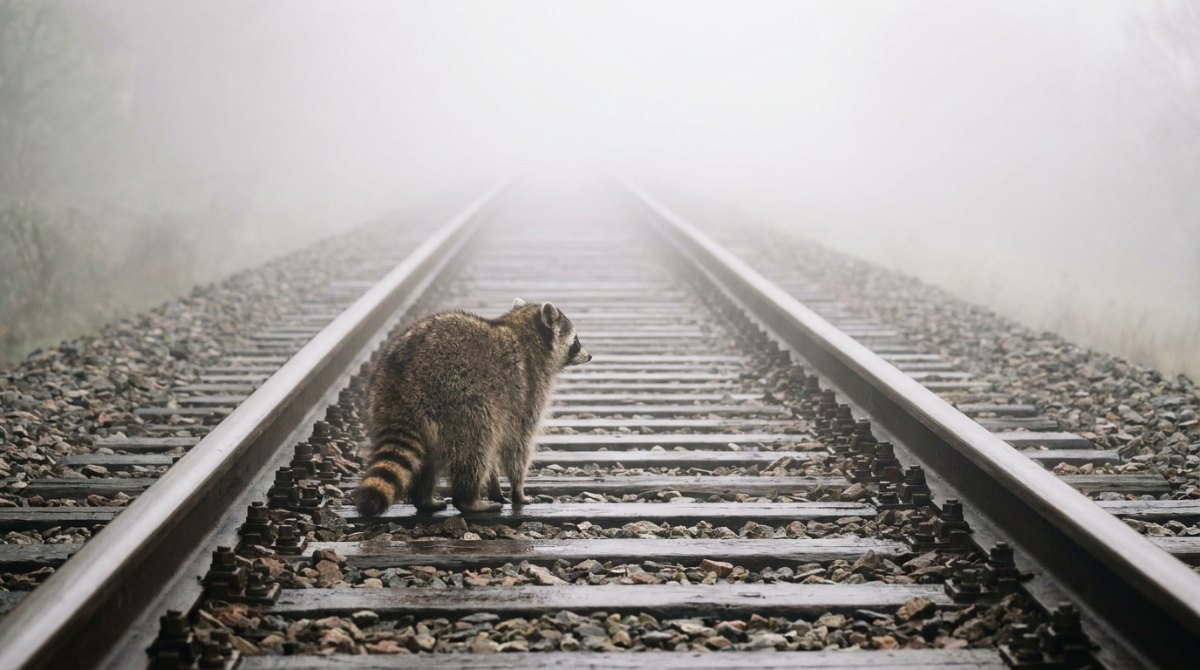 Poetry Slam über die Zukunft: ein Waschbär steht auf einem Gleis, das im dichten Nebel verschwindet