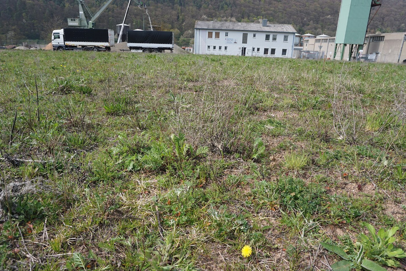 Taraxacum tortilobum in Sandrasen an der Hafenstraße in Wertheim Bestenh