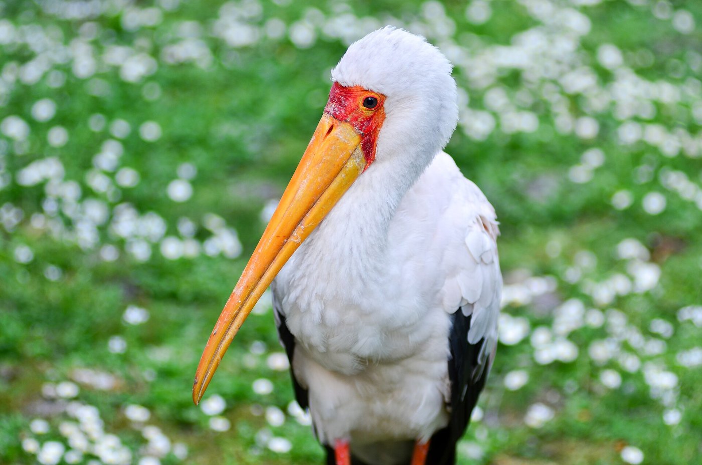 Nimmersatt (Mycteria ibis) Weltvogelpark Walsrode 2011
